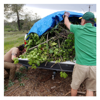 Green Waste Stellar Success (1)