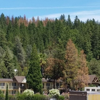 Dead Trees as a Result of Drought