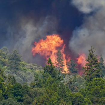 River Fire Flaring Up Above Tall Trees, Photo Courtesy of Tim O'Brien
