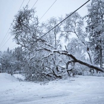 Downed Trees Due to Snow