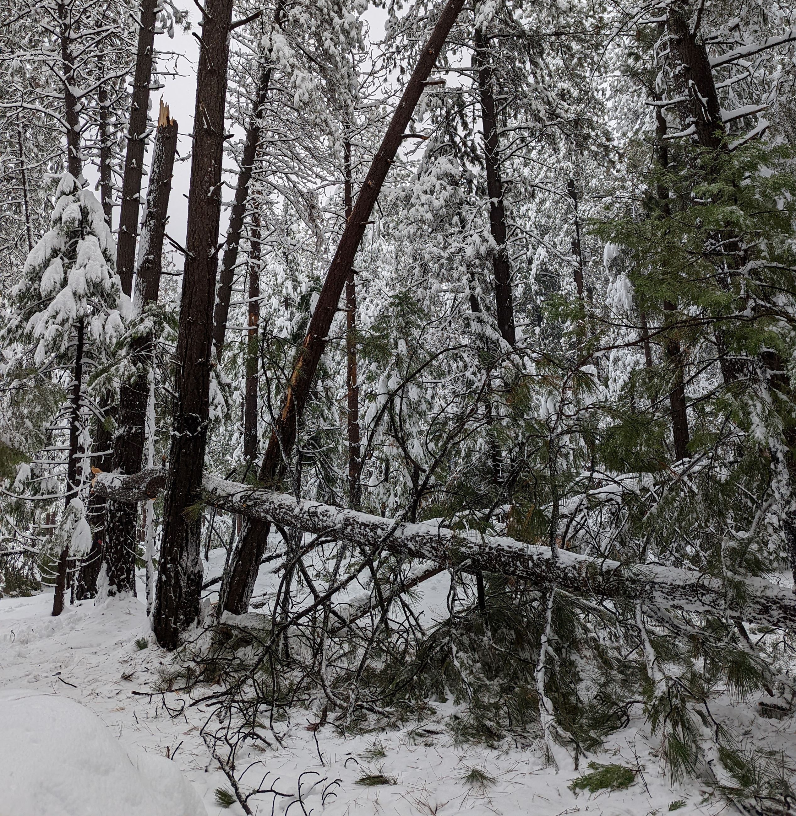 Storm Green Waste Debris