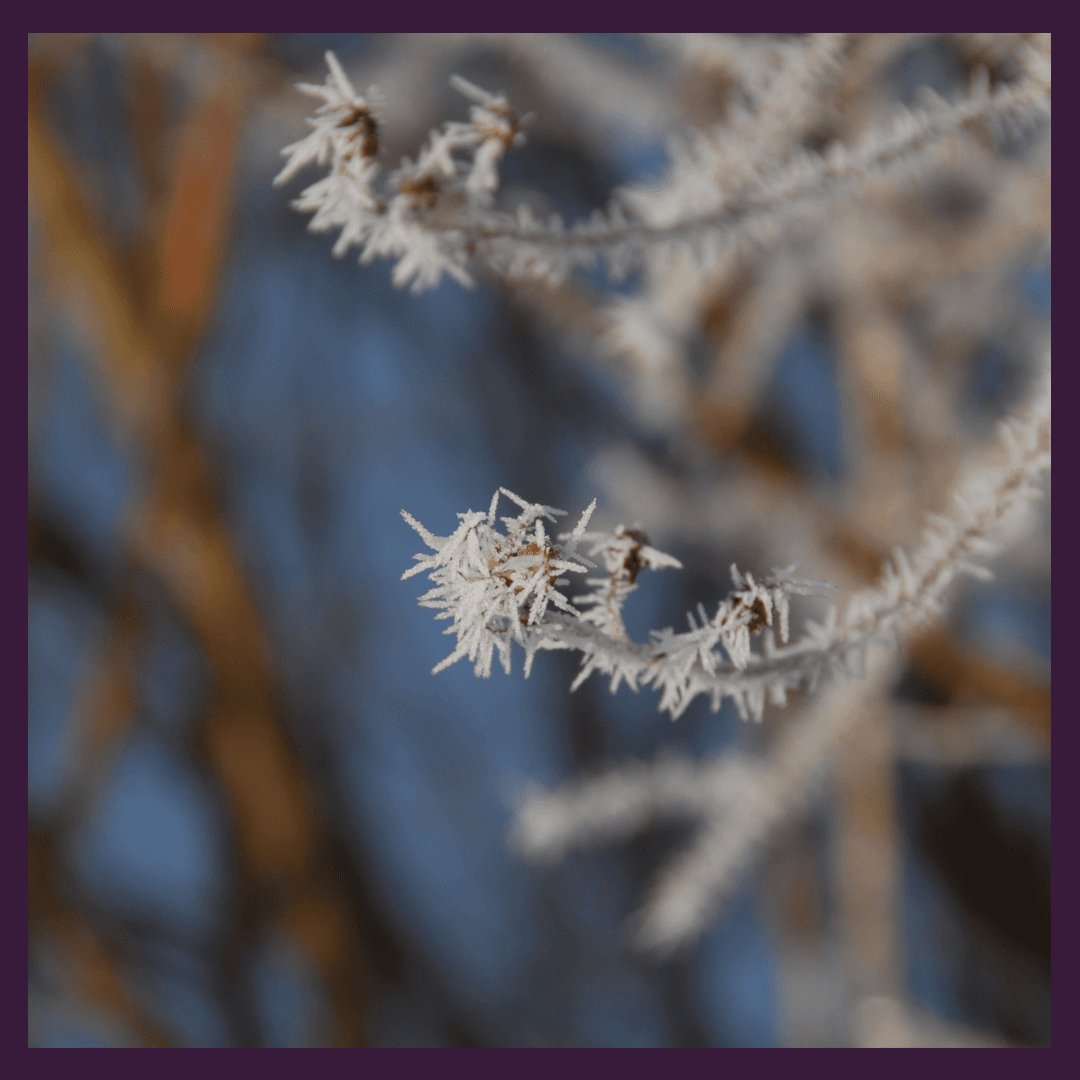 2022 Grape Crop Loss - Frozen grape vines. 