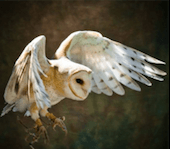 Picture of an owl in flight