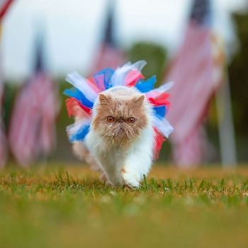 cat walking toward view with a red white and blue tutu