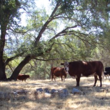 Cows stand in dry grass under a canopy of oak trees