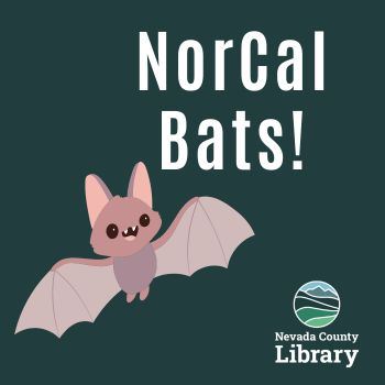 NorCal Bats Newsflash 