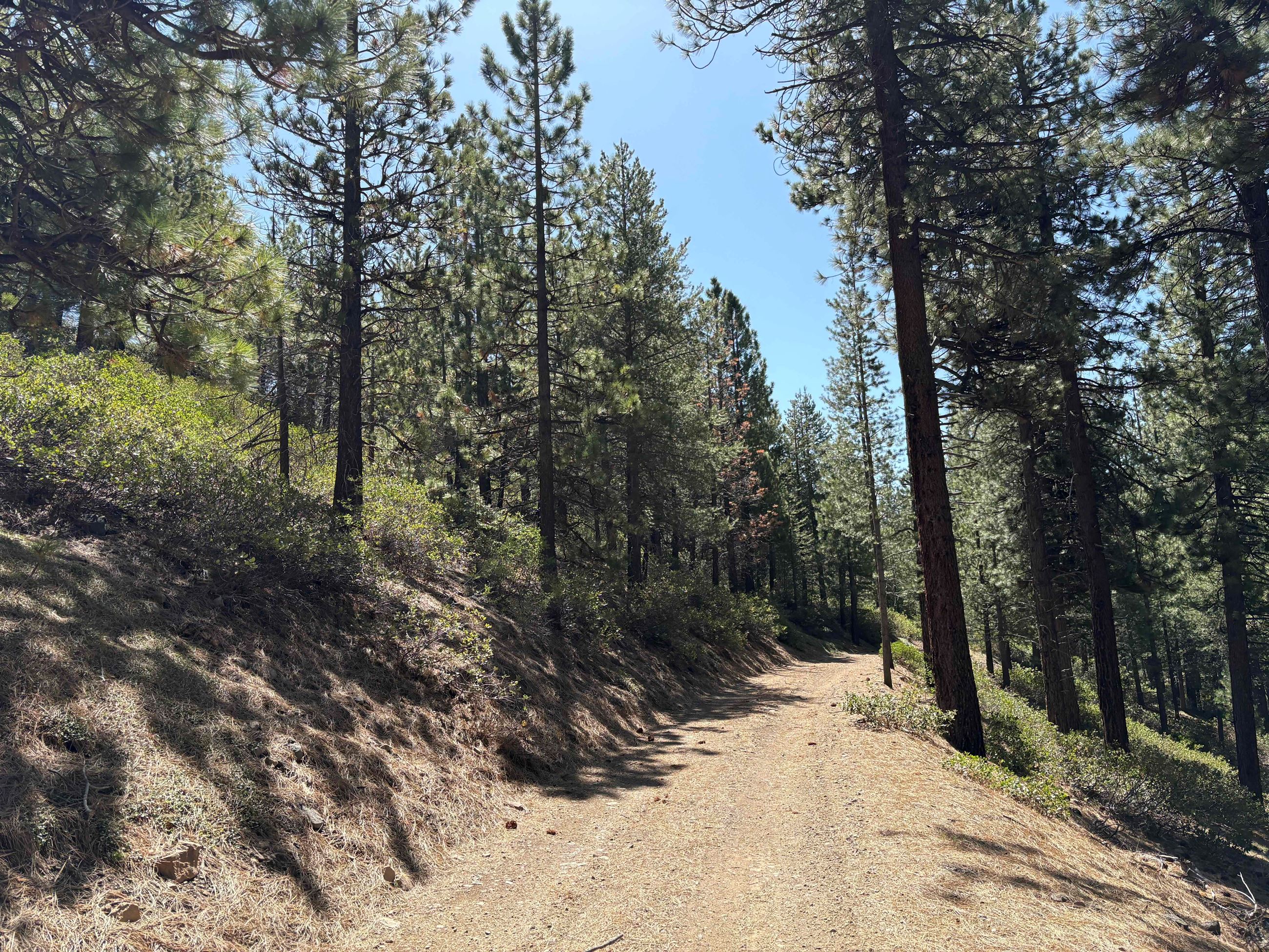 Truckee Pine Trees with path 