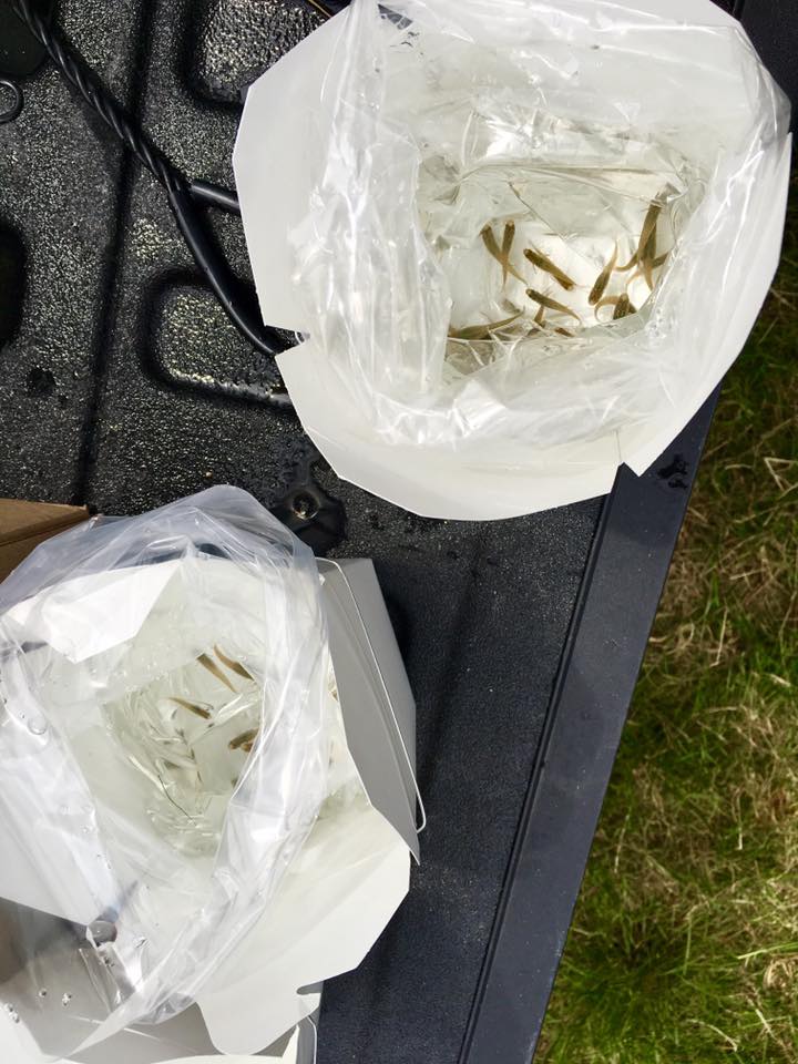 Mosquito Fish in To Go Containers