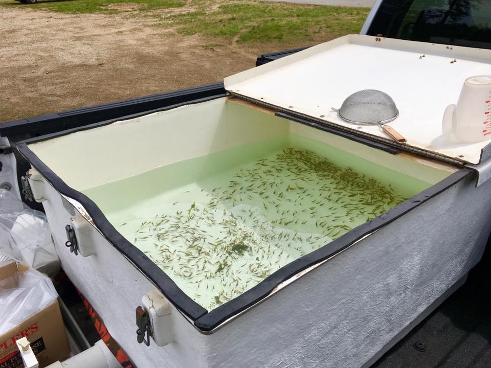 Mosquito Fish in Transportation Tank