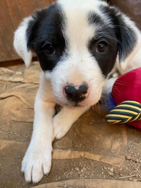 photo of staff member Crystal's dog Ripley, a black and white puppy