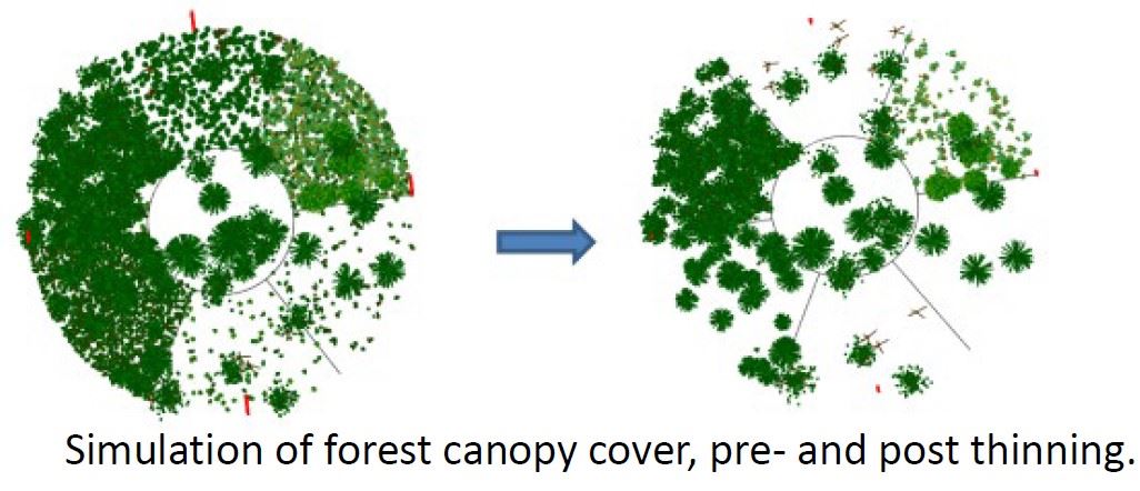 Sierra Foothills Forest Resilience Project Simulation of Forest Canopy Pre and Post Thinning