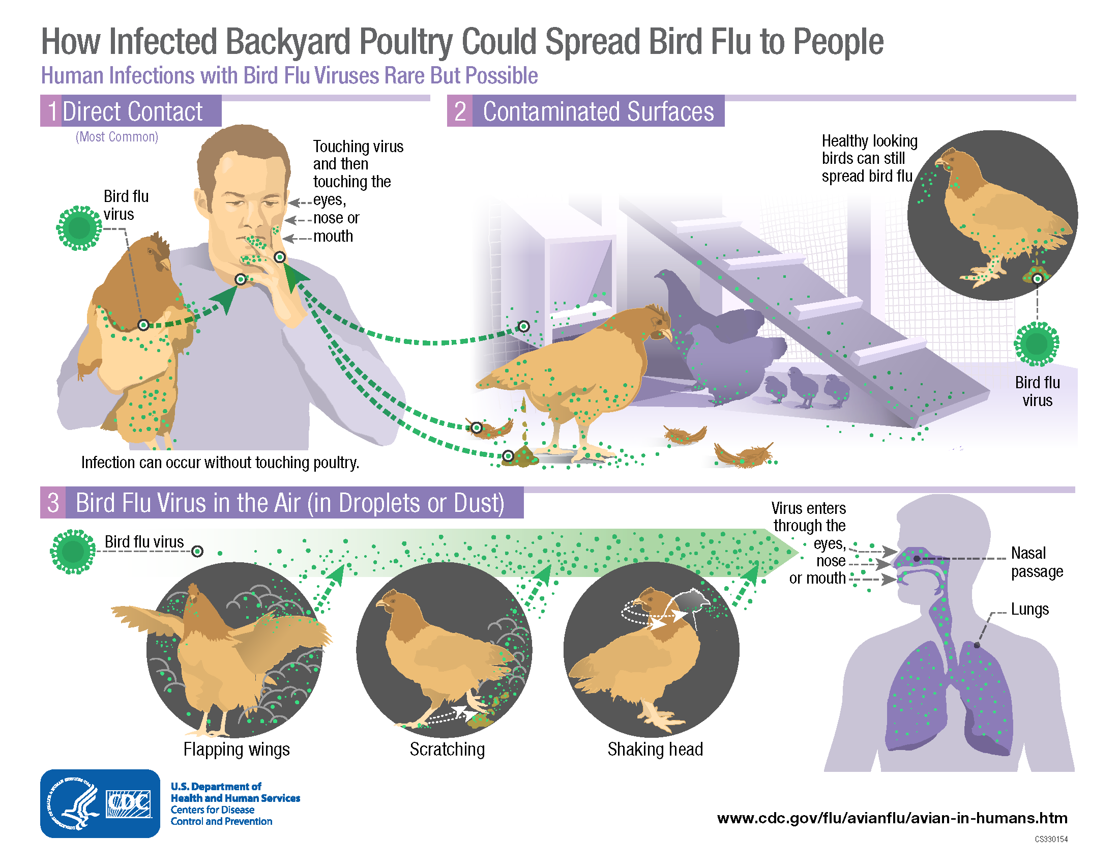 A diagram showing the transmission chain of H5N1 from poultry to humans
